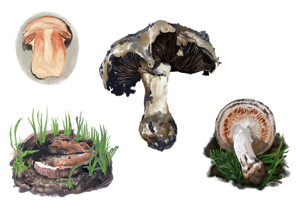 Agaricus lilaceps (Giant Cypress Agaricus) illustration for Bay Nature magazine