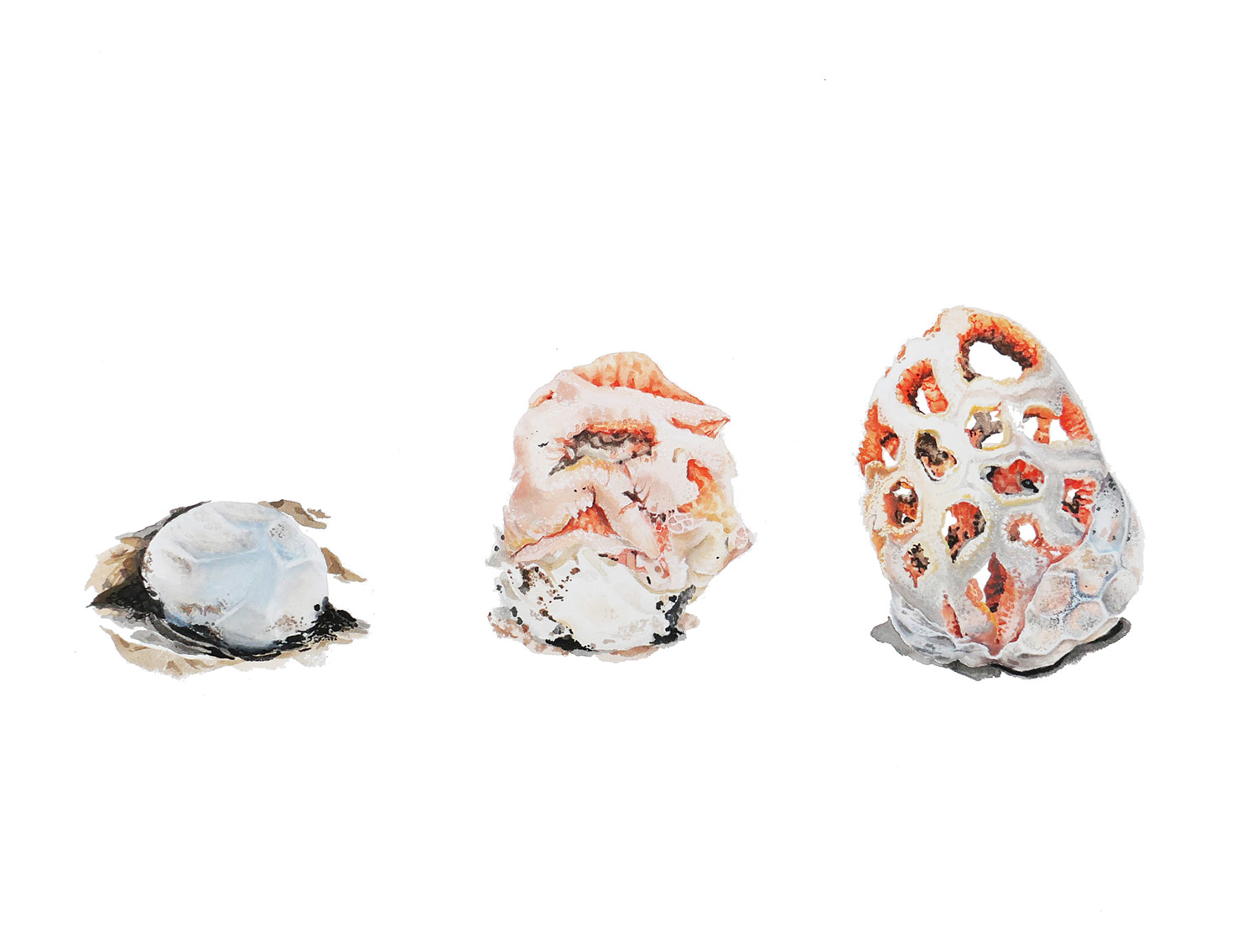 Clathrus ruber (Latticed Stinkhorn) illustration for Bay Nature magazine