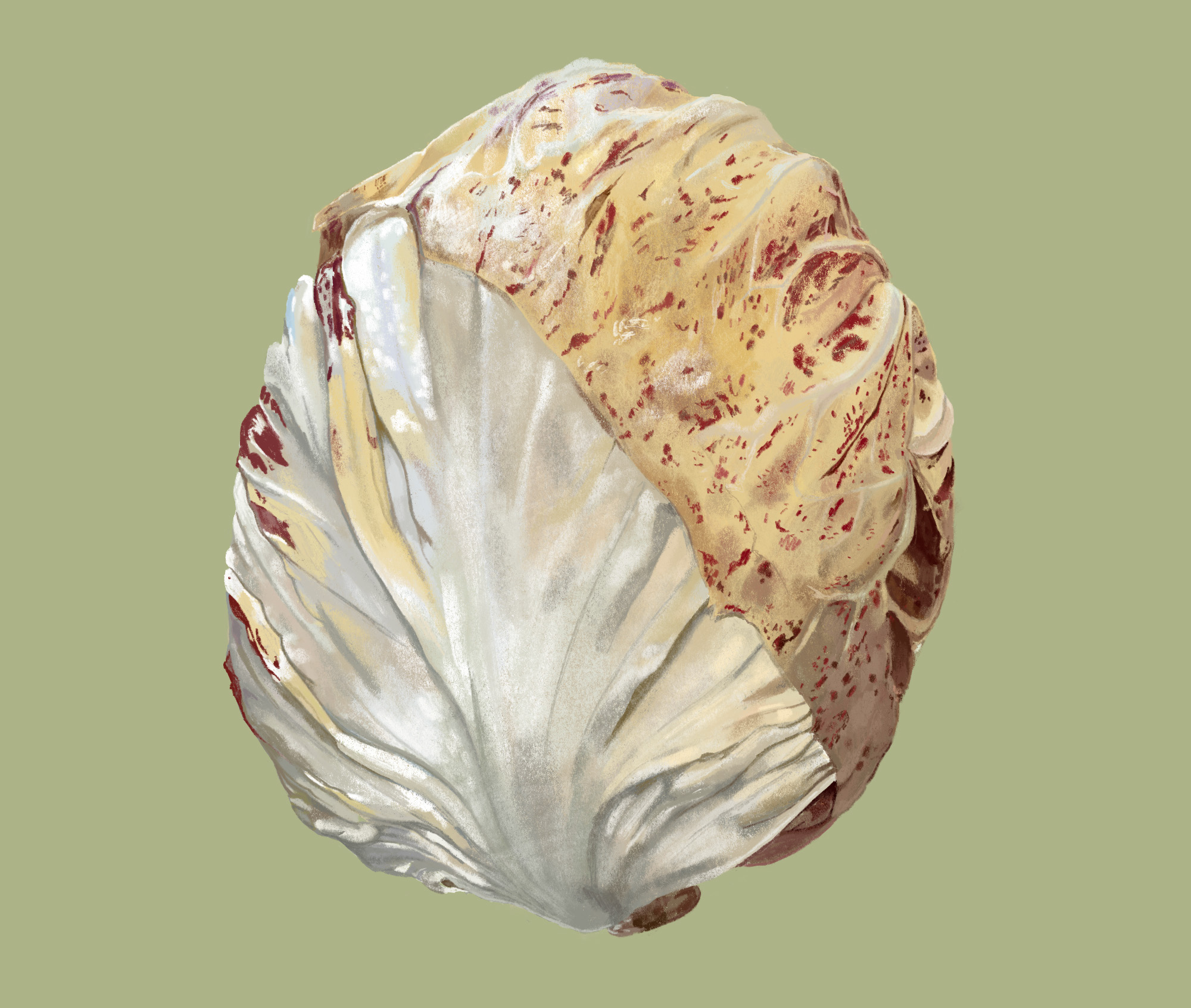 Radicchio illustration for Good Eggs Zine