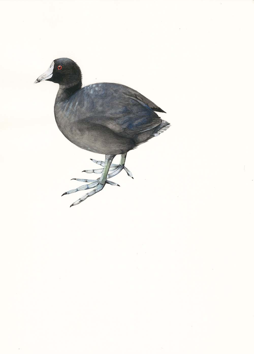 American Coot