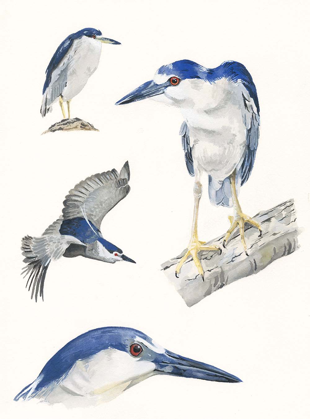 Black-crowned Night Heron