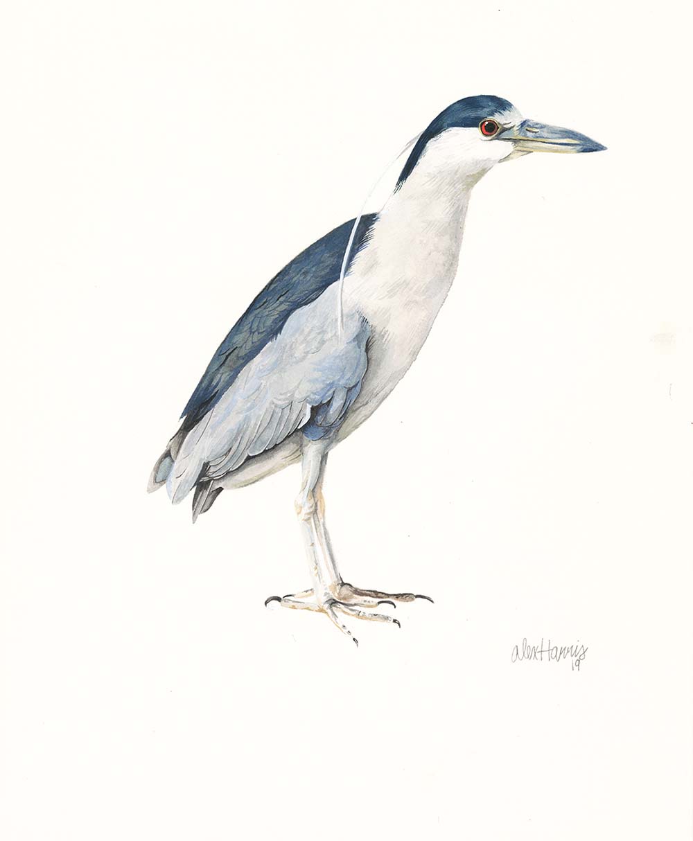 Black-crowned Night Heron 2