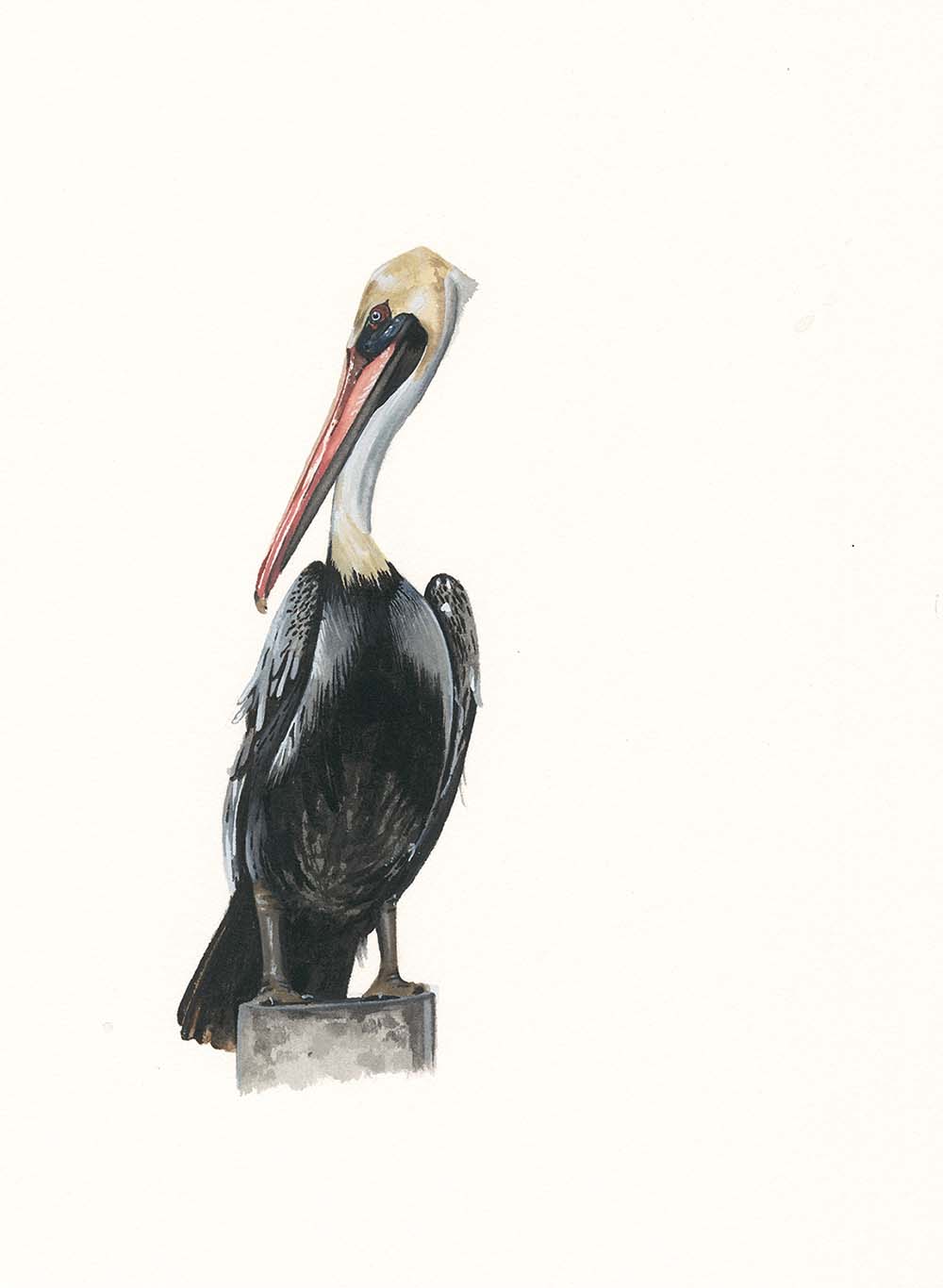 Brown Pelican