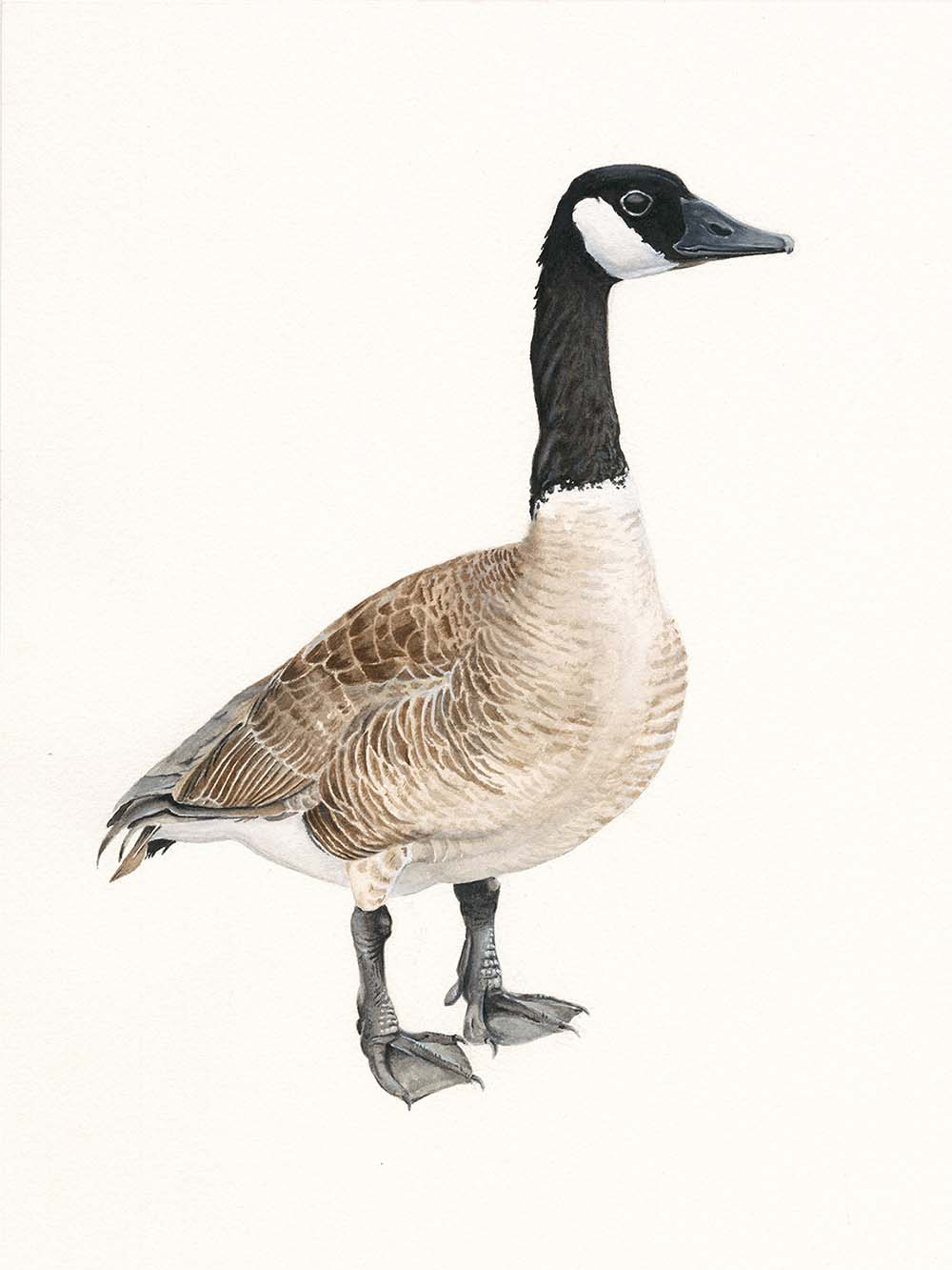 Canada Goose