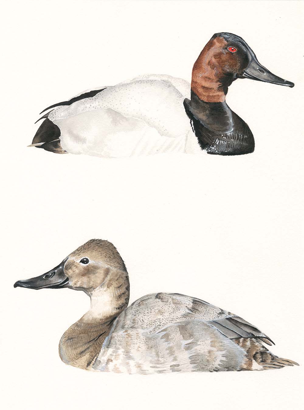 Canvasback Duck