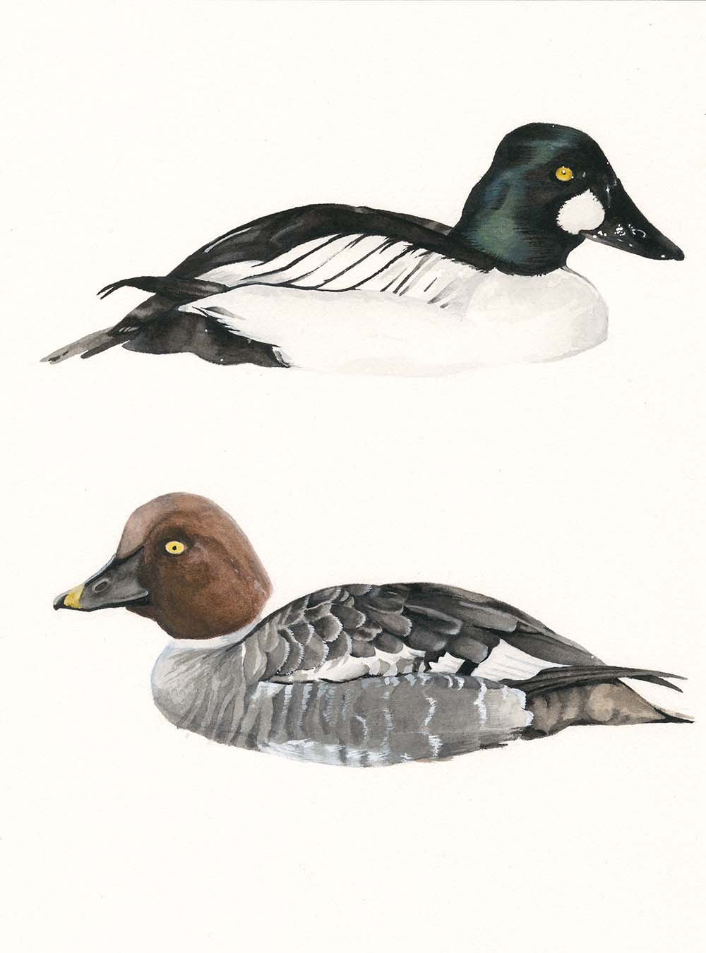 Common Goldeneye