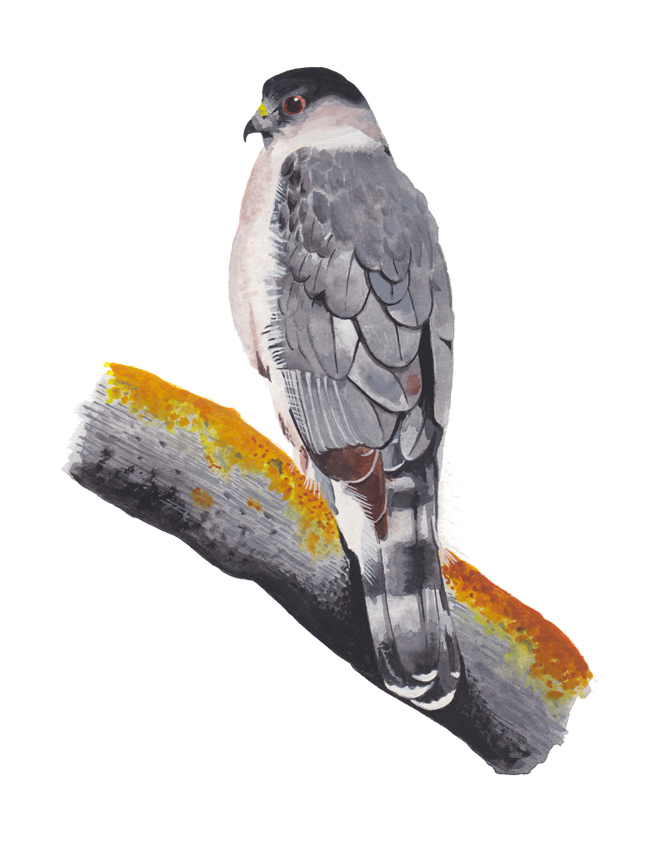 Cooper's Hawk