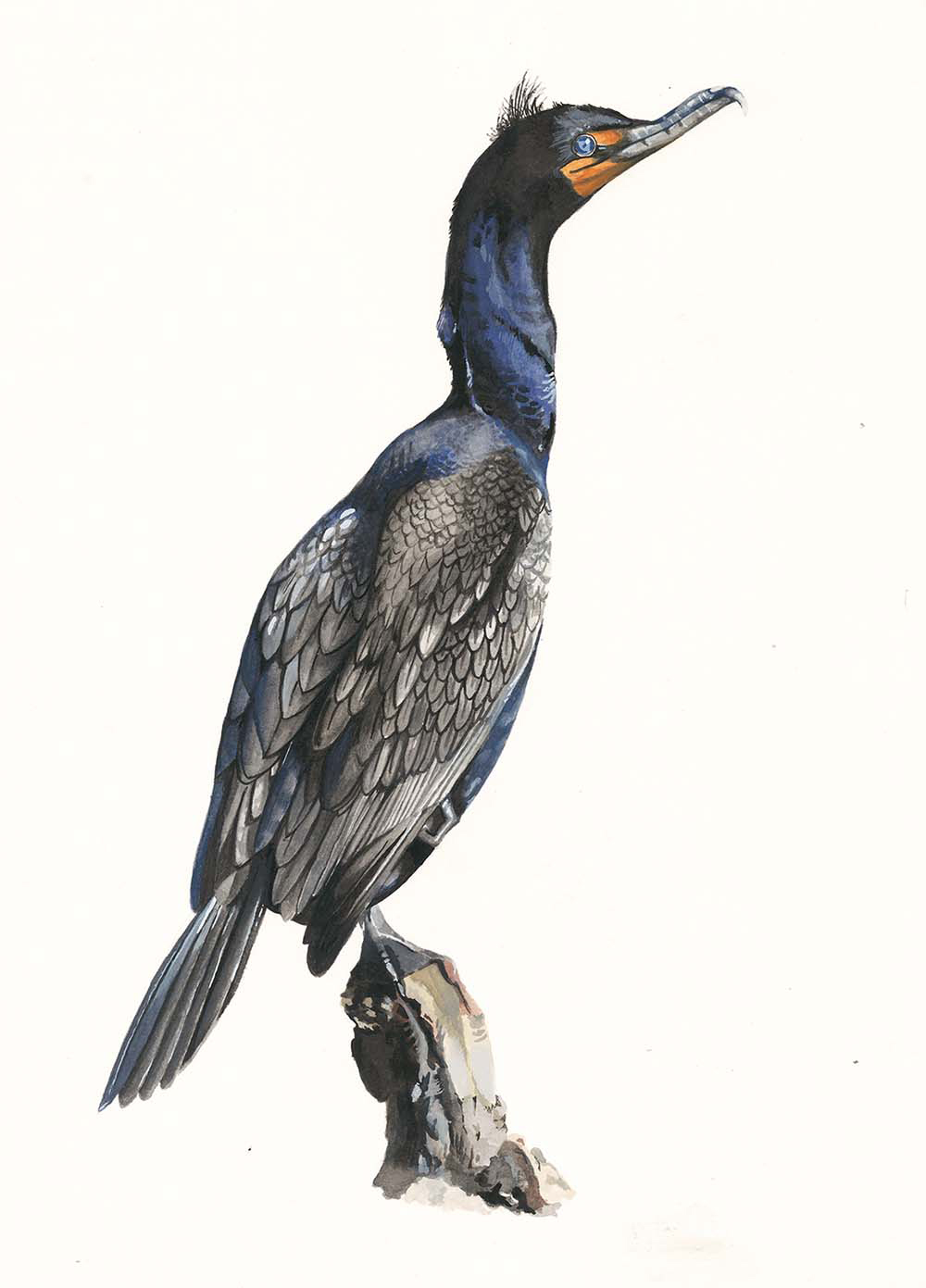Double-crested Cormorant