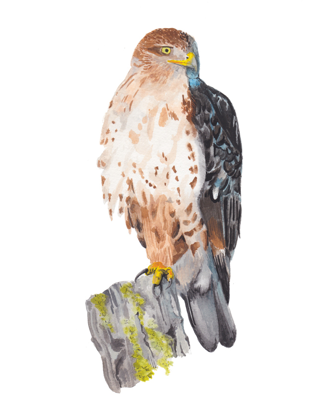 Ferruginous Hawk