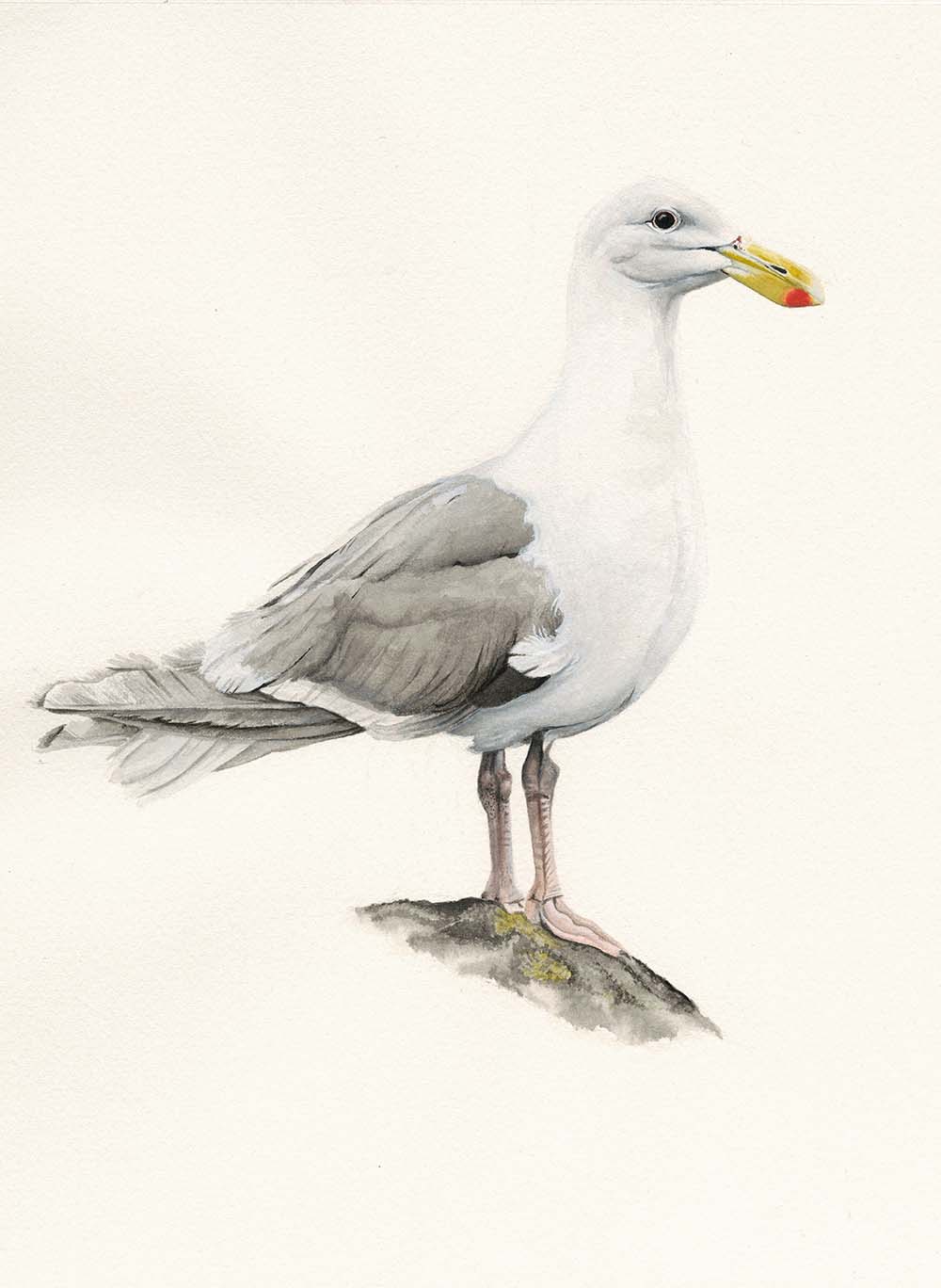 Glaucous-winged Gull