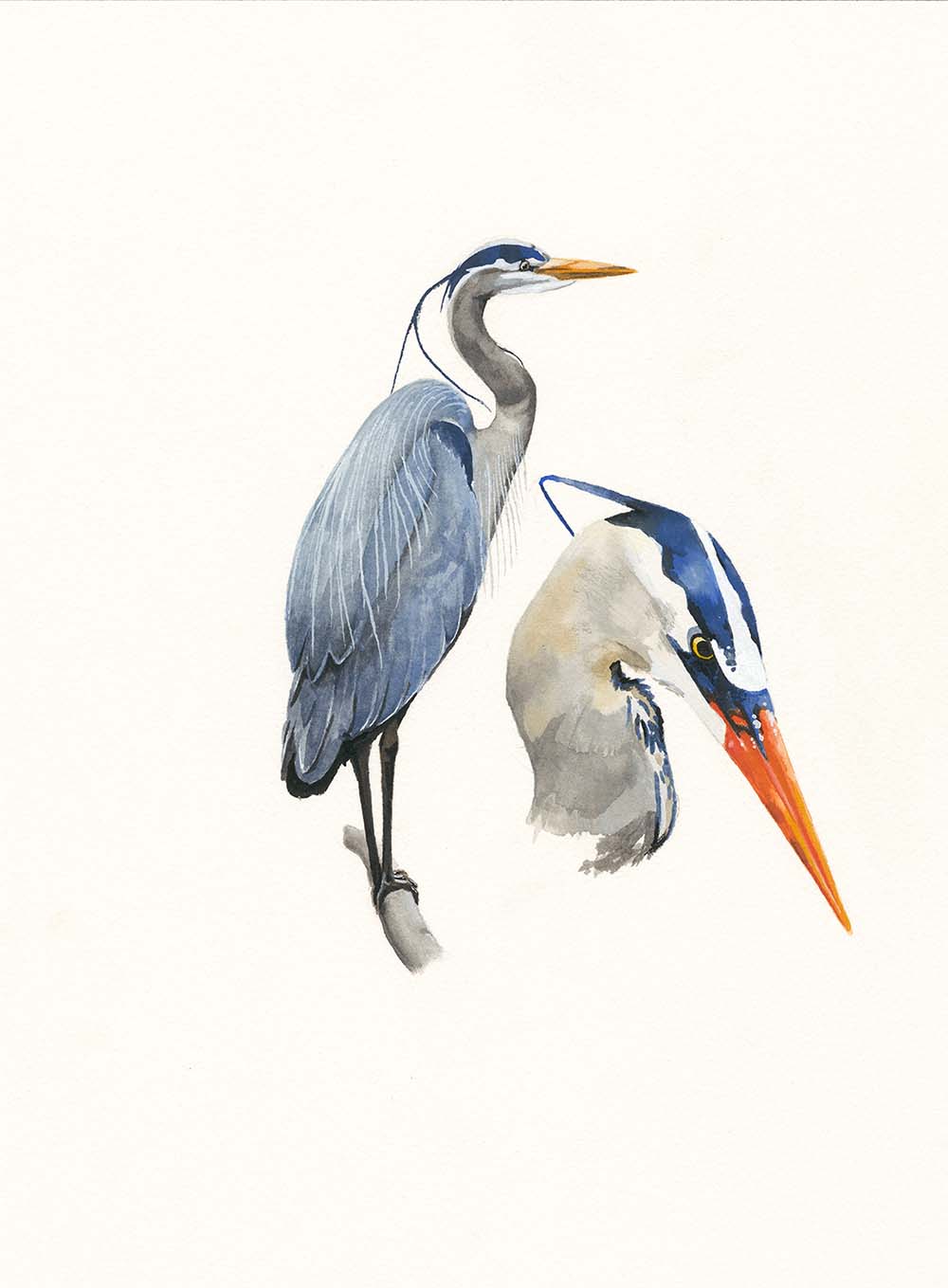 Great Blue Heron