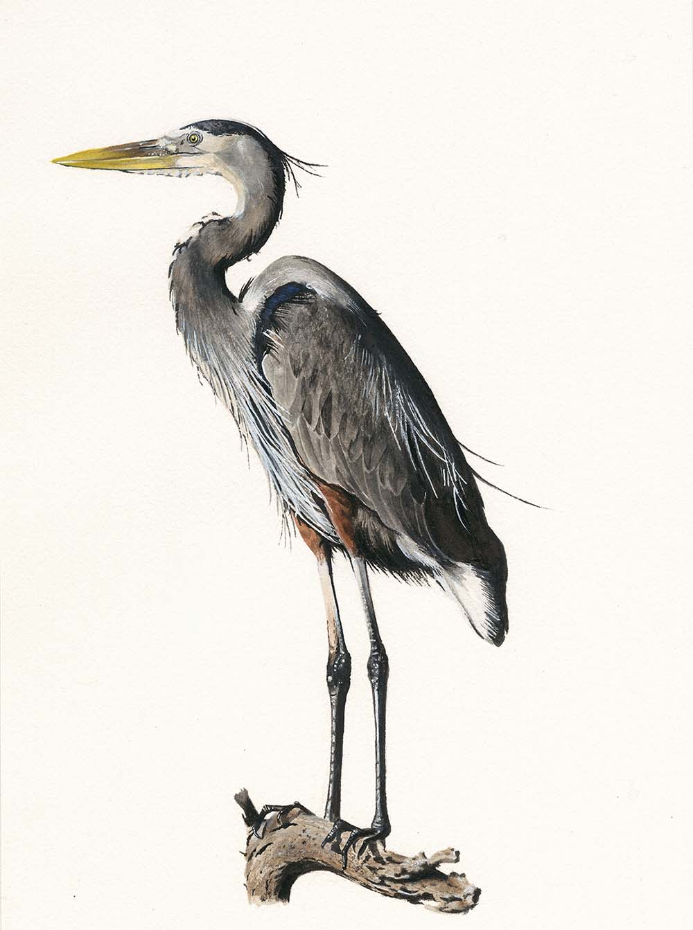 Great Blue Heron 2