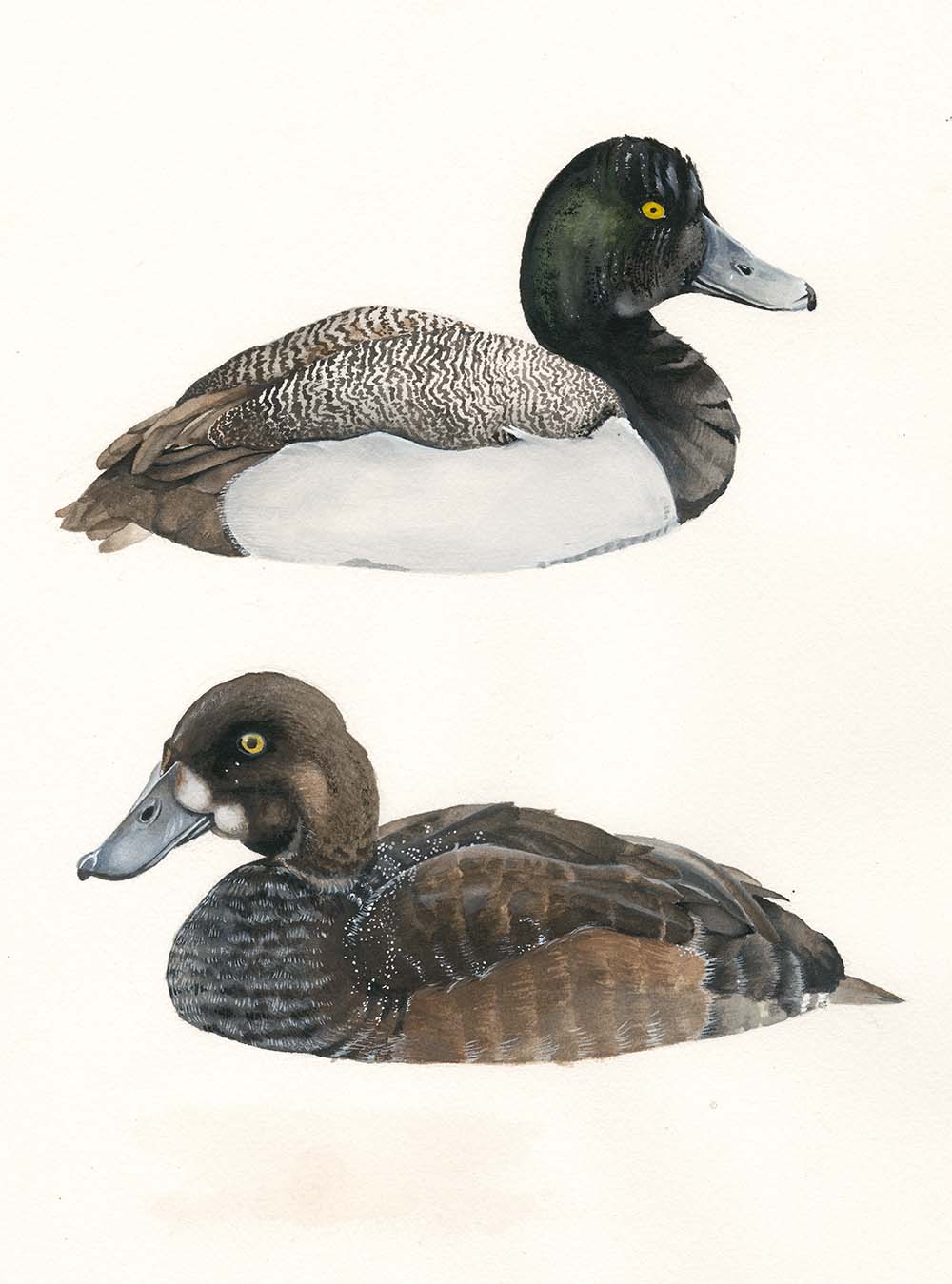 Greater Scaup