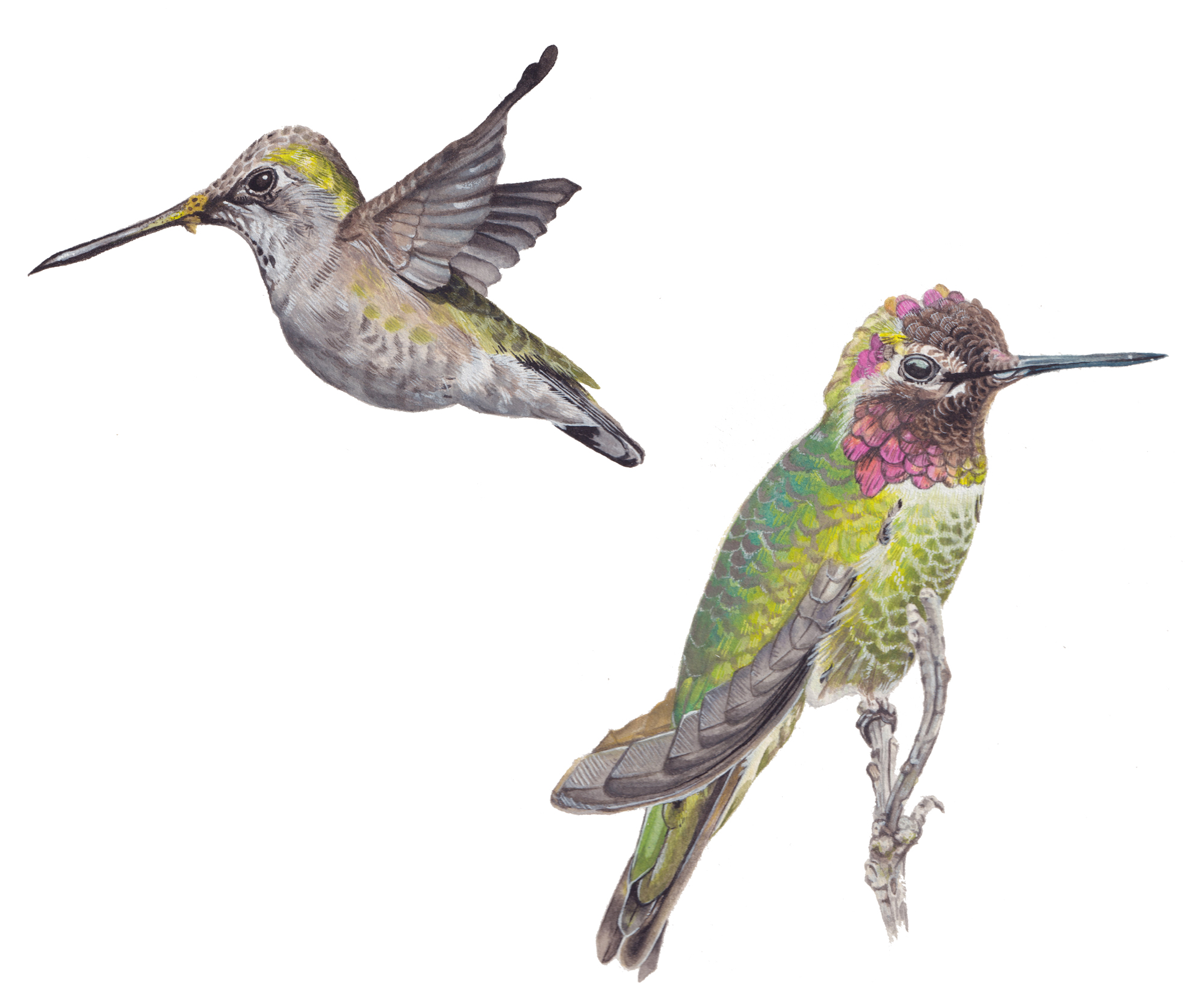 Hummingbird