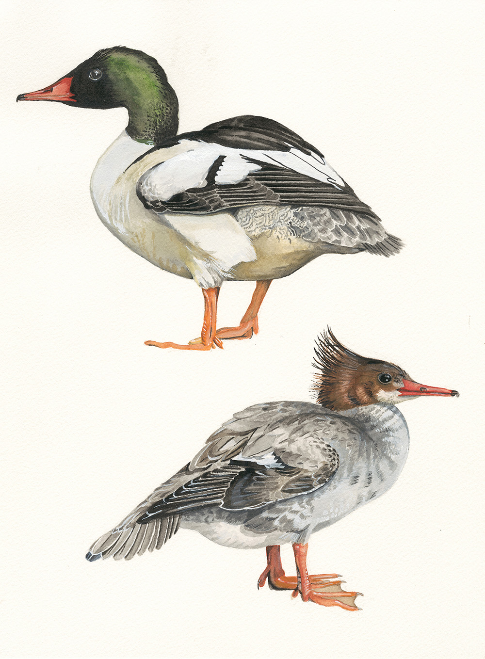 Common Merganser