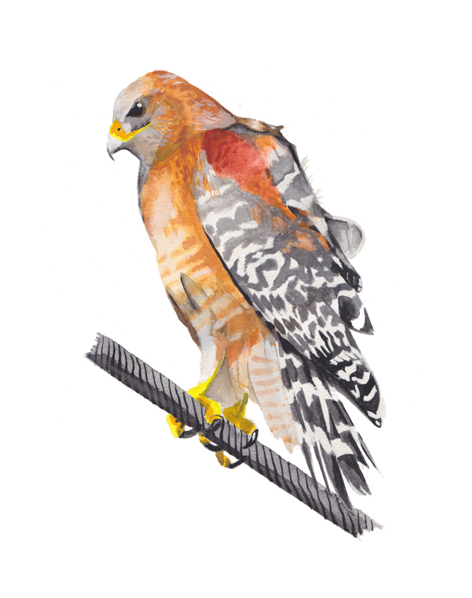 Red-shouldered Hawk