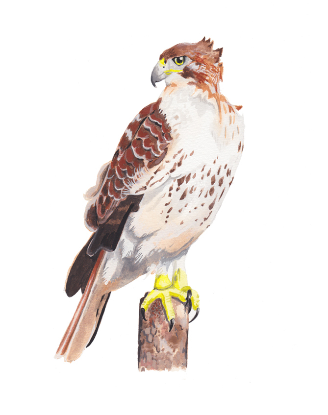 Red-tailed Hawk