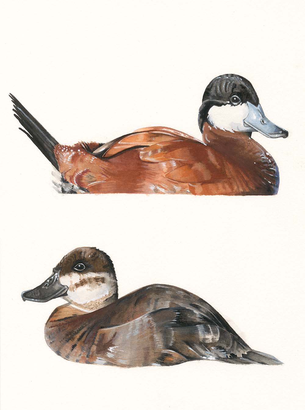 Ruddy Duck