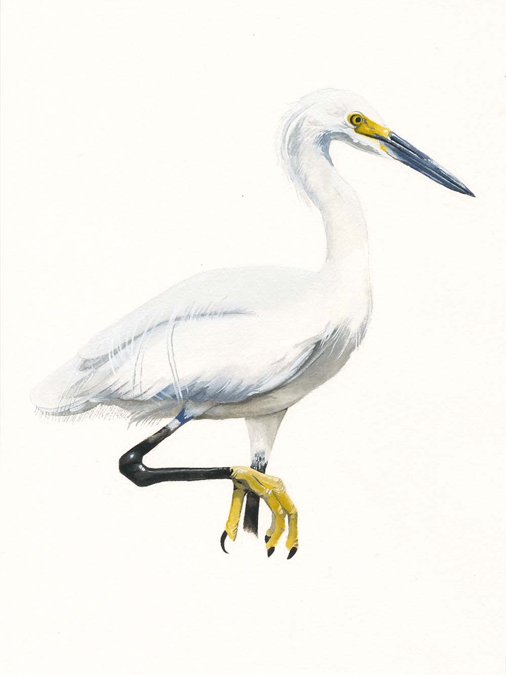 Snowy Egret