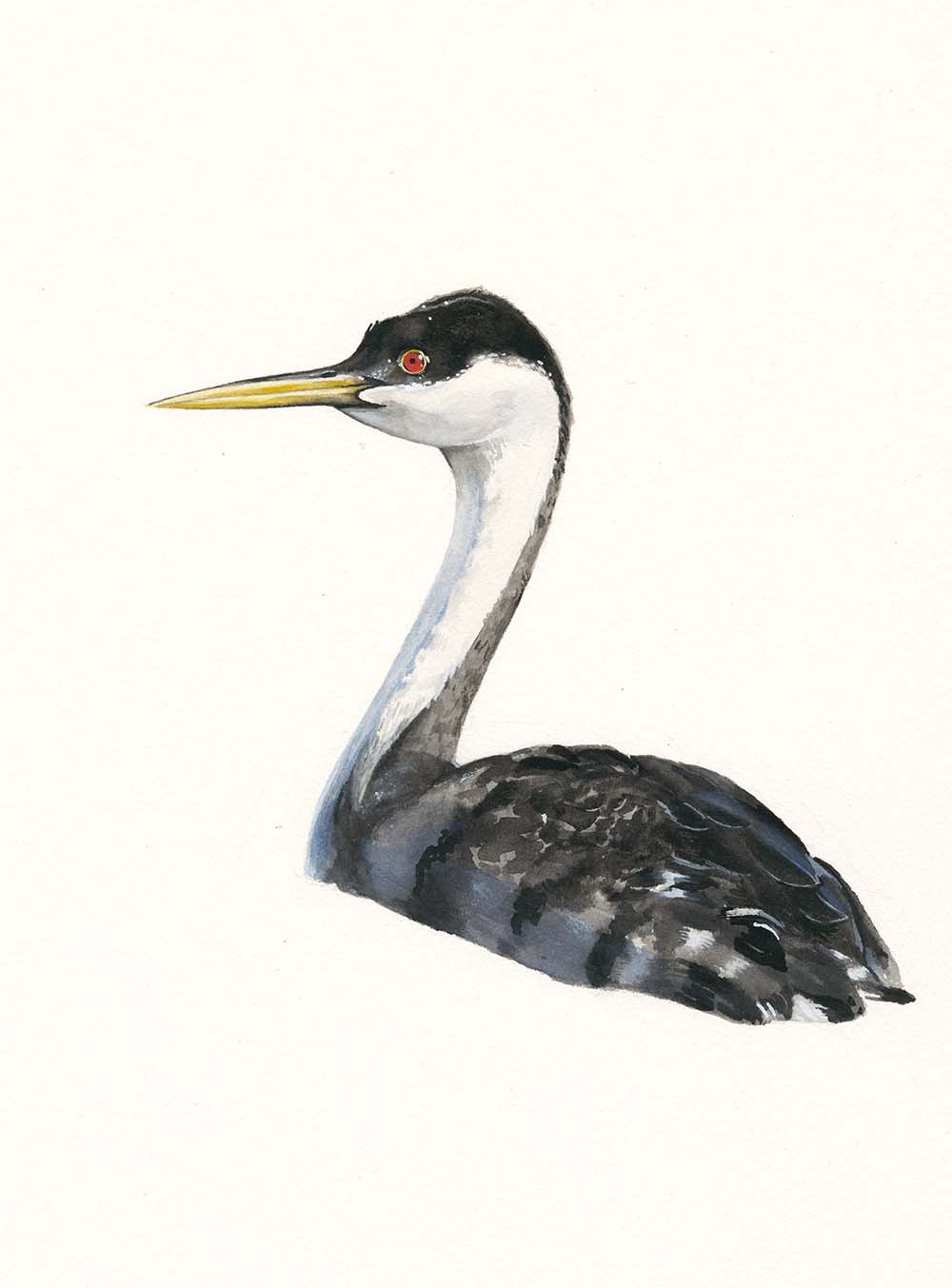 Western Grebe