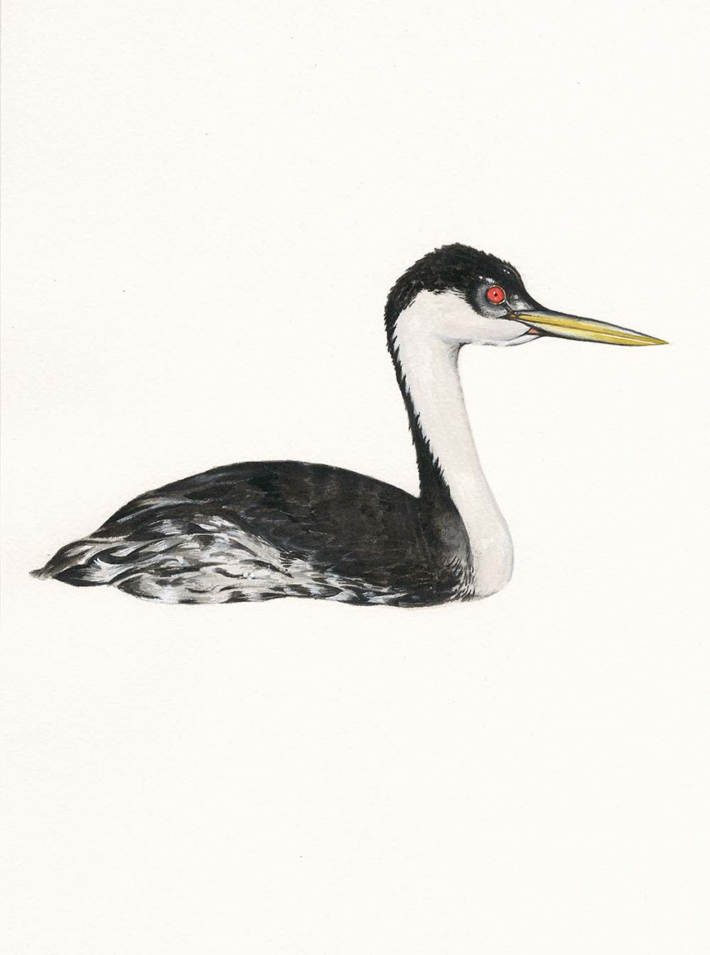 Western Grebe 2
