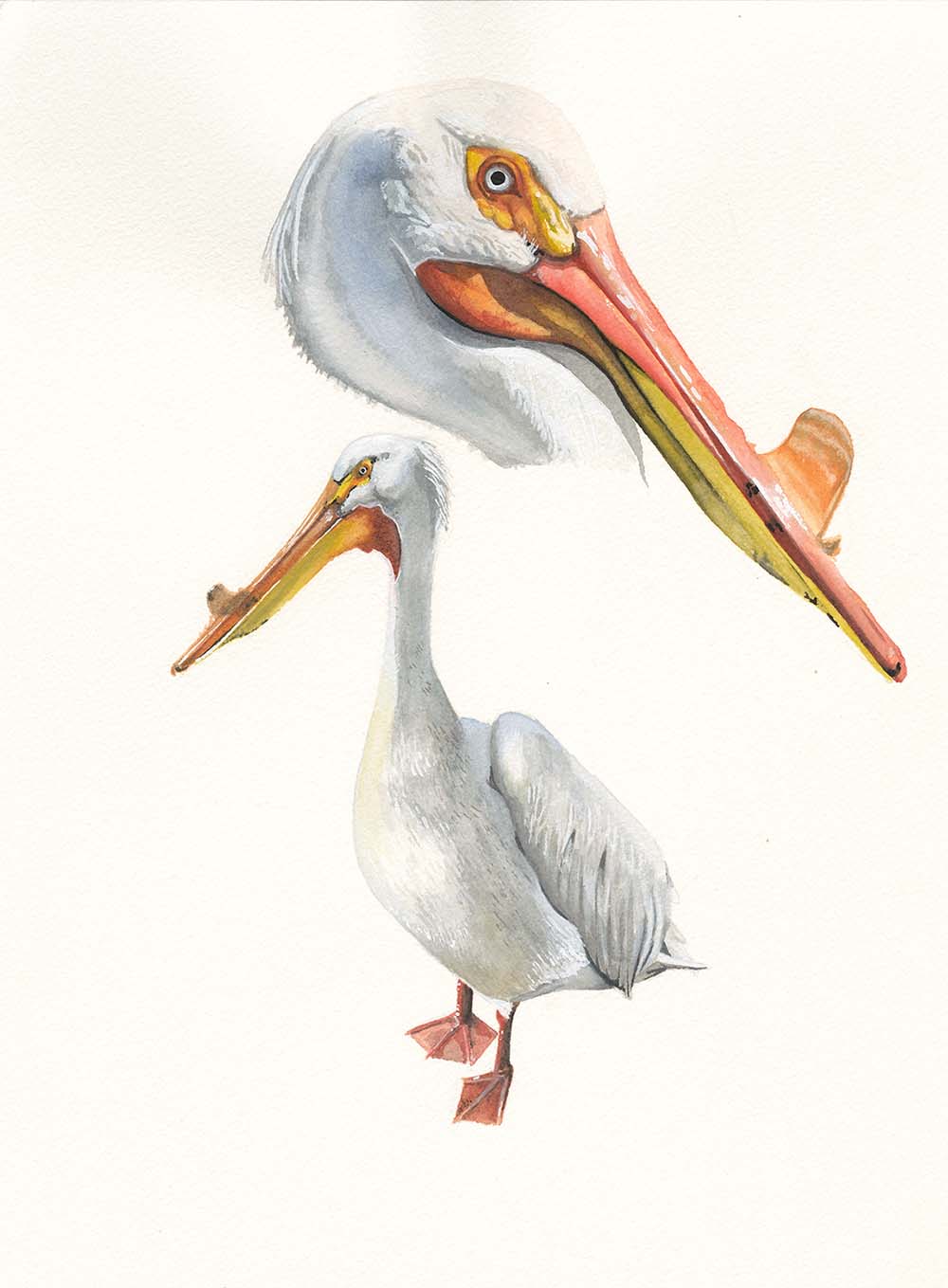 American White Pelican