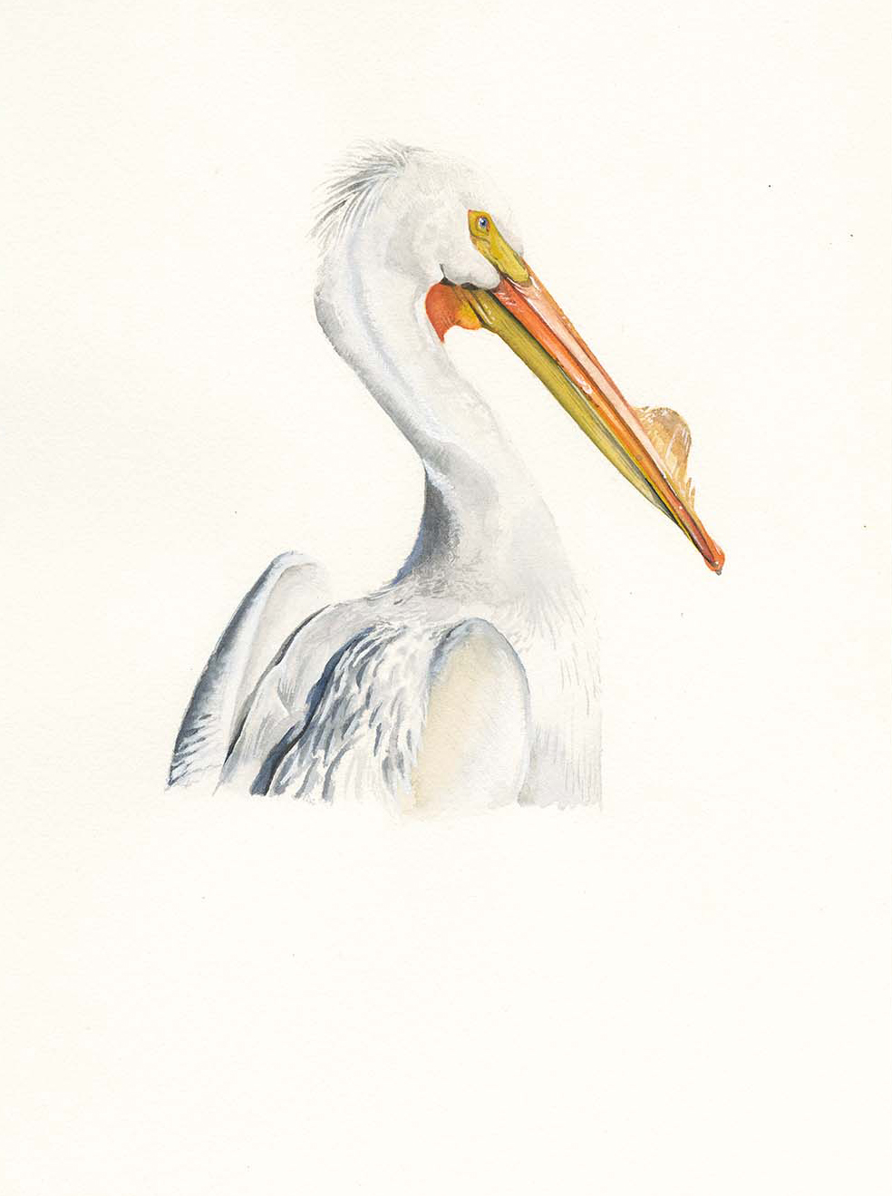 American White Pelican 2