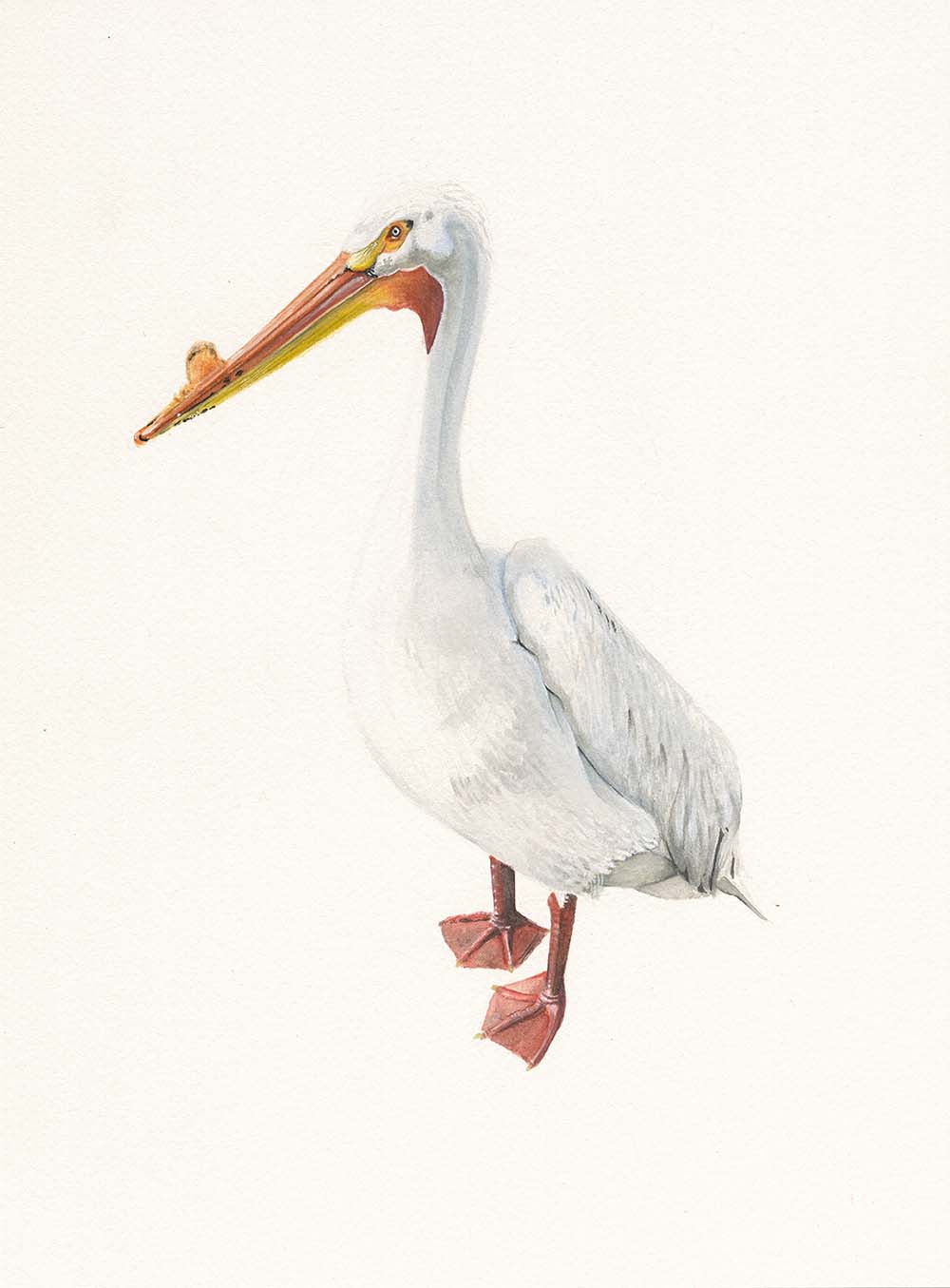 American White Pelican 3